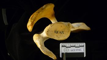 Media type: image;   Mammalogy 23182